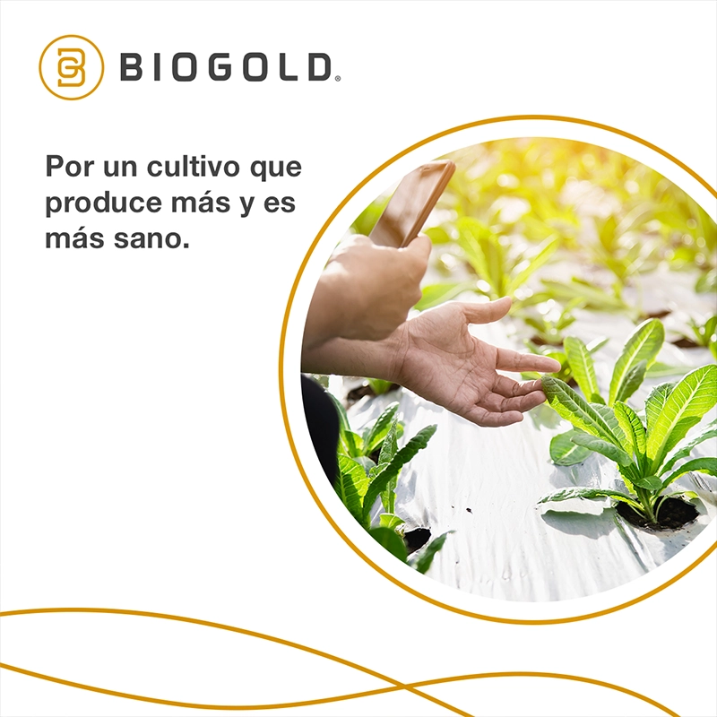 Social Media Port Biogold 05