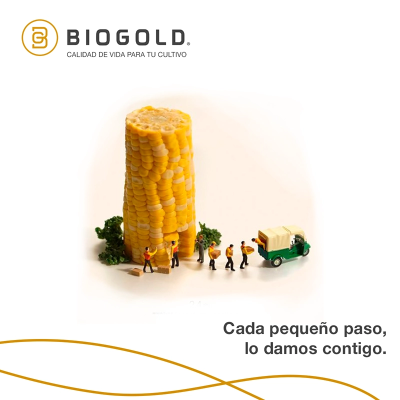 Social Media Port Biogold 06